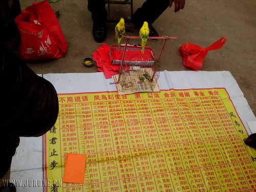 鸟算命准吗(路边鸟算命怎么搞的)-第1张图片-周易占卜网 - 免费算命_生辰八字算命_八字合婚姻