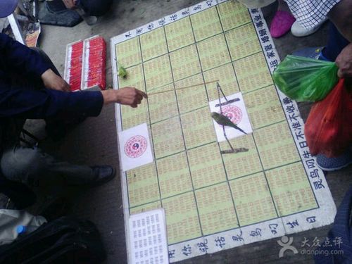 奇鸟算命(鸟算命生日都很准)-第1张图片-周易占卜网 - 免费算命_生辰八字算命_八字合婚姻