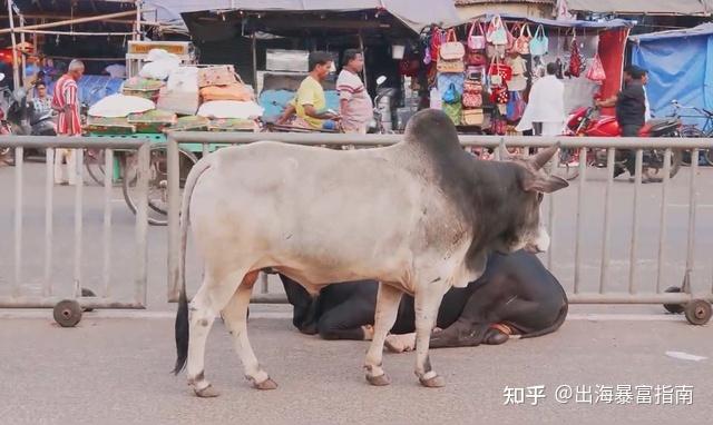 算命狗和牛(算命能算狗生死吗)-第1张图片-周易占卜网 - 免费算命_生辰八字算命_八字合婚姻
