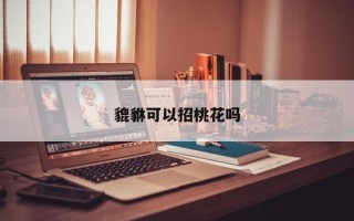 貔貅可以招桃花吗