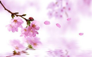 算命说的桃花运准吗(算命免费桃花运)