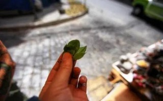 广西白白会巫师算命