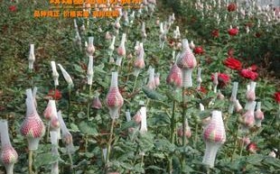 风水学说月季花(家里养月季花风水好吗)